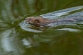 Muskrat - Ondatra zibethicus