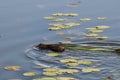 Muskrat swimming with vegetation in his mouth