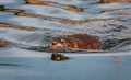 a muskrat swimming in water at a local wildlife refuge pond during sunset