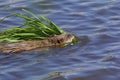 Muskrat Swims 826127