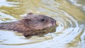 muskrat swims in the lake Royalty Free Stock Photo