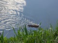 Muskrat swims in the lake Royalty Free Stock Photo