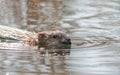 muskrat swims on the lake in spring Royalty Free Stock Photo