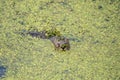 A muskrat swims in a swamp overgrown with duckweed