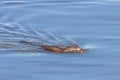 A Muskrat Swins with a Stick in its Mouth Royalty Free Stock Photo