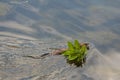 Muskrat taking vegetation for food and the den site