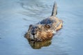 Muskrat at Vassar Farm Ecological Preserver Royalty Free Stock Photo