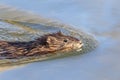 Muskrat at Vassar Farm Ecological Preserver