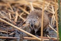 Muskrat Royalty Free Stock Photo