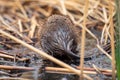 Muskrat Royalty Free Stock Photo