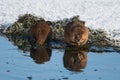 Muskrat in Winter Eating at Water\'s Edge Royalty Free Stock Photo