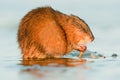 Muskrat ( Ondatra zibethica ) Royalty Free Stock Photo