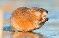 Muskrat ( Ondatra zibethica ) Royalty Free Stock Photo