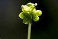 Muskuskruid, Moschatel, Adoxa moschatellina