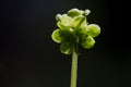 Muskuskruid, Moschatel, Adoxa moschatellina