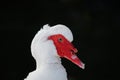 Musky duck or indoda, Barbary duck with red nasal corals. Muscovy white duck Royalty Free Stock Photo