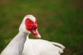 Musky duck or indoda on walk. White Muscovy bird