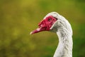 Musky duck or indoda on walk. White Muscovy bird