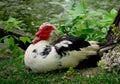 Musky duck is resting in the grass Royalty Free Stock Photo