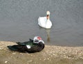 Musky duck and swan-shipper on the shore of the pond Royalty Free Stock Photo