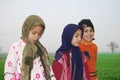 Muslim Girls playing at a farm in Egypt Royalty Free Stock Photo