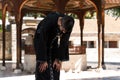 Muslim Man In Dishdasha Praying At Mosque Royalty Free Stock Photo