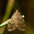 Muslin footman moth (Nudaria mundana)