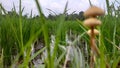 Musrooms and rice field Royalty Free Stock Photo