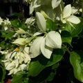 Mussaenda erythrophylla, commonly known as Ashanti blood,