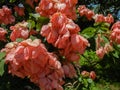 Mussaenda erythrophylla tropical dogwood evergreen shrub