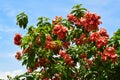 Mussaenda or Nusa Indah pink flowers that bloom beautifully