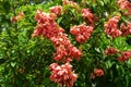 Mussaenda or Nusa Indah pink flowers that bloom beautifully