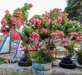 Mussaenda ornamental plants planted in pots Royalty Free Stock Photo