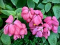 Mussaenda pink flowers view with green leaves background Royalty Free Stock Photo