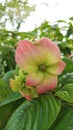 Mussaenda pubescens also called Nusa Indah Flower in Indonesia