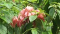 Mussaenda pubescens with a natural background. Also called Nusa Indah, Ashanti blood, Tropical dogwood