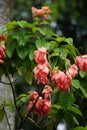 Mussaenda pubescens with a natural background. Also called Nusa Indah, Ashanti blood, Tropical dogwood