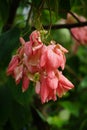 Mussaenda pubescens with a natural background. Also called Nusa Indah, Ashanti blood, Tropical dogwood Royalty Free Stock Photo