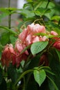 Mussaenda pubescens with a natural background. Also called Nusa Indah, Ashanti blood, Tropical dogwood Royalty Free Stock Photo