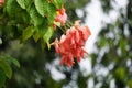 Mussaenda pubescens with a natural background. Also called Nusa Indah, Ashanti blood, Tropical dogwood