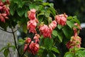 Mussaenda pubescens with a natural background. Also called Nusa Indah, Ashanti blood, Tropical dogwood