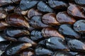 Mussel Royalty Free Stock Photo