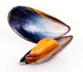 Mussel