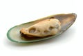 Mussel