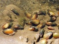Mussel animals, Lithuania Royalty Free Stock Photo