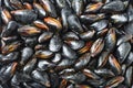 Mussel for backround Royalty Free Stock Photo