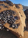 Mussel Beach at Carmel-by-the-Sea Royalty Free Stock Photo