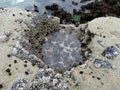 Mussel or bivalve molluscs and gooseneck barnacles covering rocks at Botanical Beach in low tide, Vancouver Island, BC, Canada
