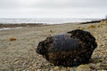 A mussel buoy washed up on Kina beach, New Zealand Royalty Free Stock Photo