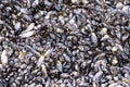Mussel Colony Royalty Free Stock Photo